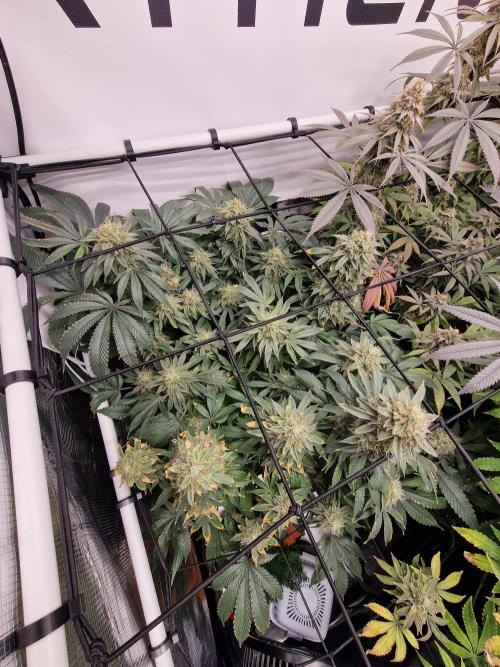 Super Boof. Week 17