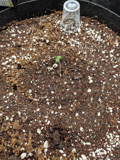 Purple Lemonade Auto RF3. Week 0