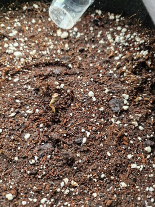 Mendo Frost. Week 0