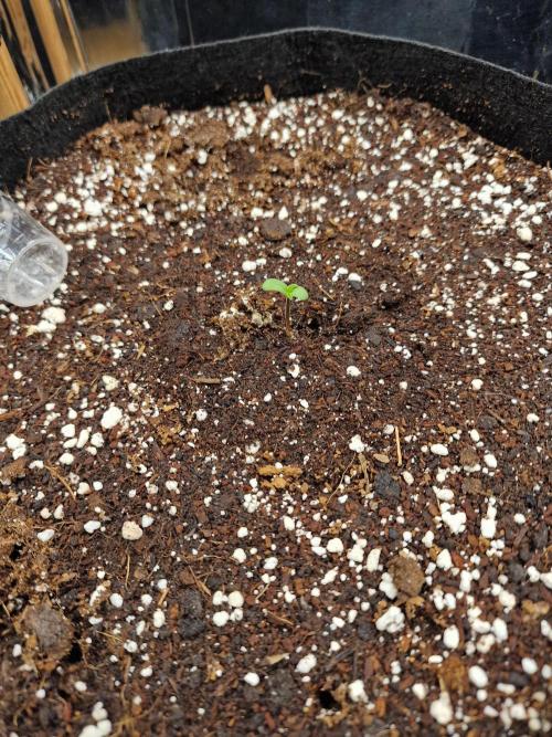 Mendo Frost. Week 0