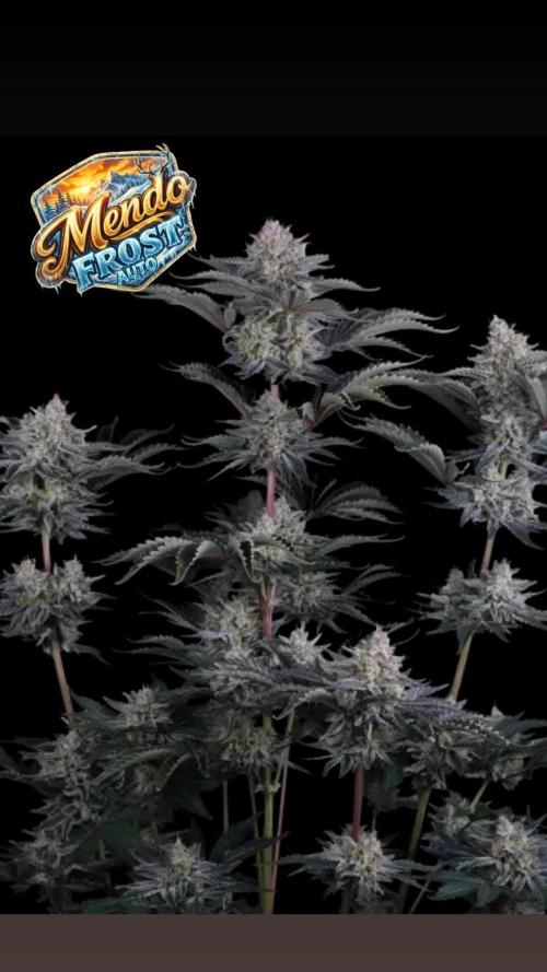 Mendo Frost. Week 0