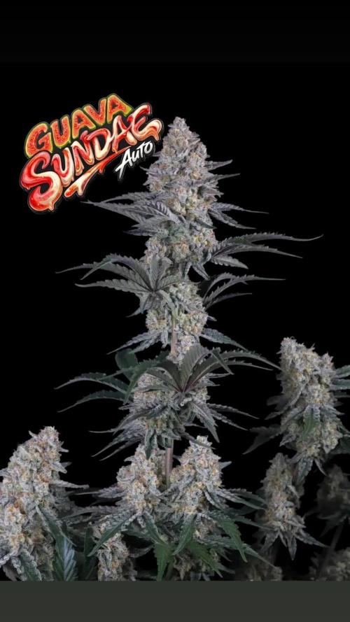 Guave Sundae. Week 0