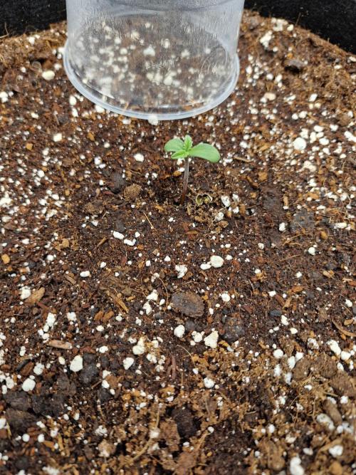 Mendo Frost. Week 1