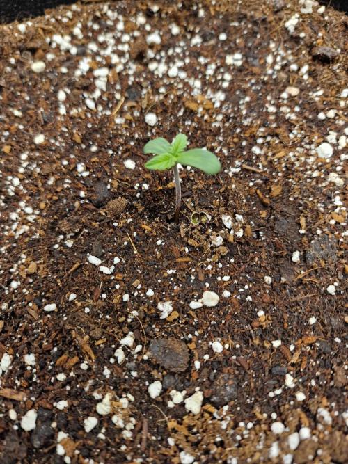 Mendo Frost. Week 1