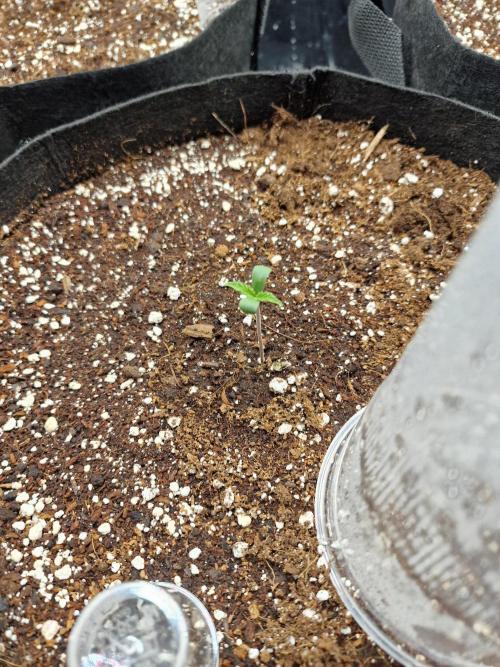 Purple Lemonade RF3. Week 1