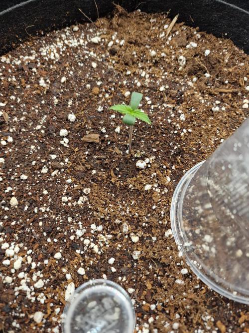 Purple Lemonade RF3. Week 1