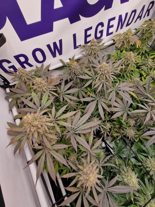 Cherry Poppers. Week 18