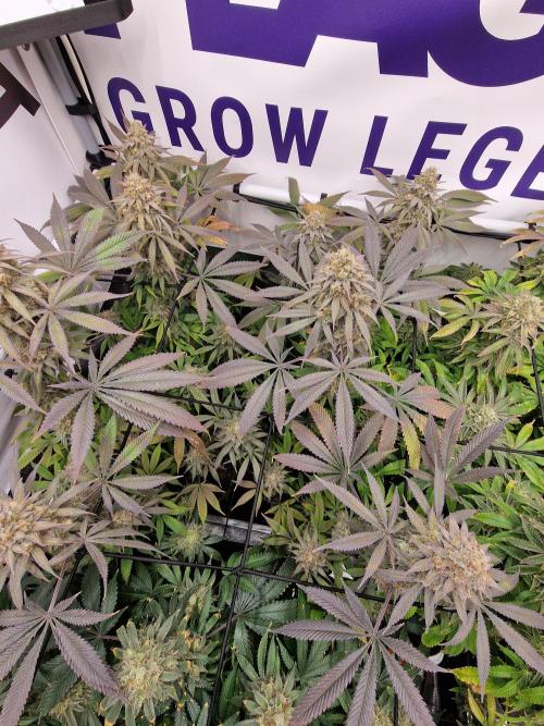 Cherry Poppers. Week 18