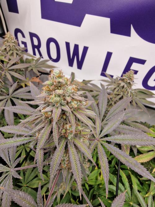 Cherry Poppers. Week 18