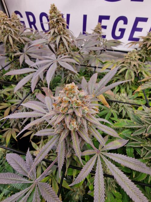 Cherry Poppers. Week 18
