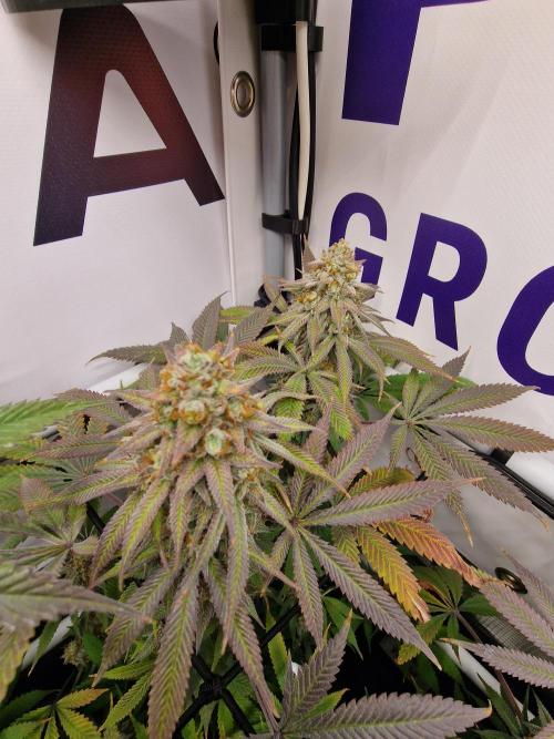 Cherry Poppers. Week 18