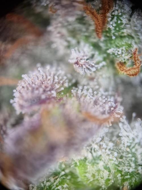 Cherry Poppers. Week 18