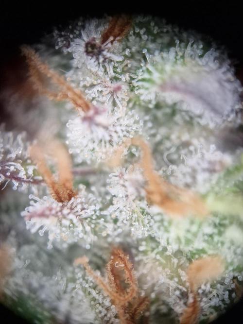 Cherry Poppers. Week 18