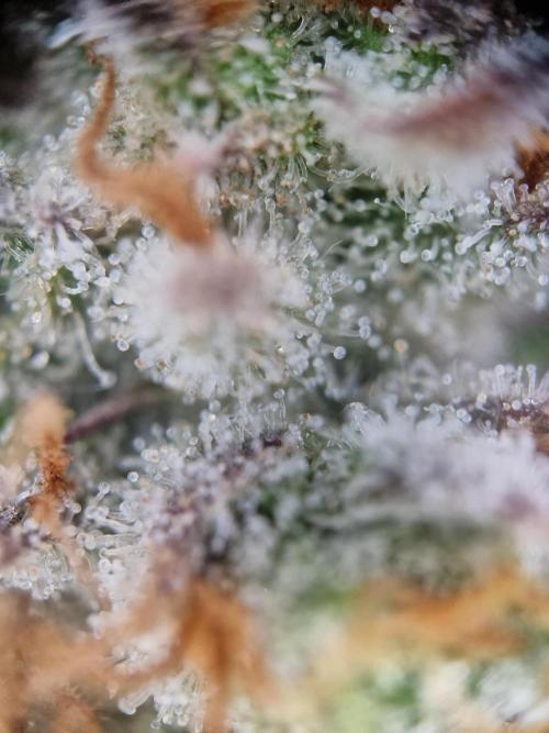 Cherry Poppers. Week 18