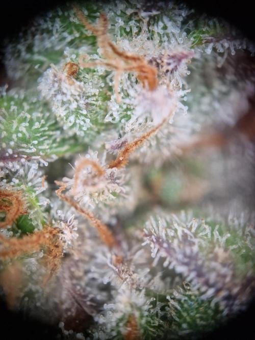 Cherry Poppers. Week 18