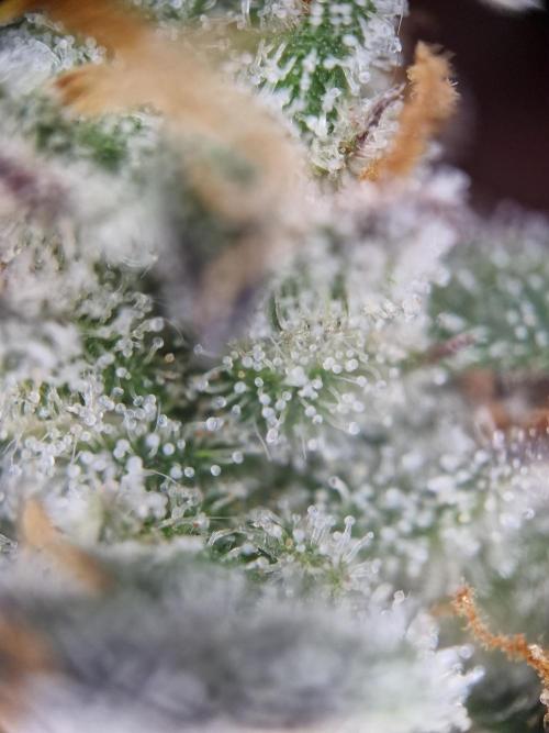 Cherry Poppers. Week 18