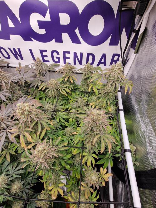 Lemon Orange. Week 18