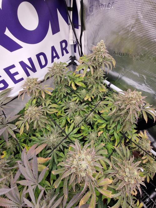 Lemon Orange. Week 18