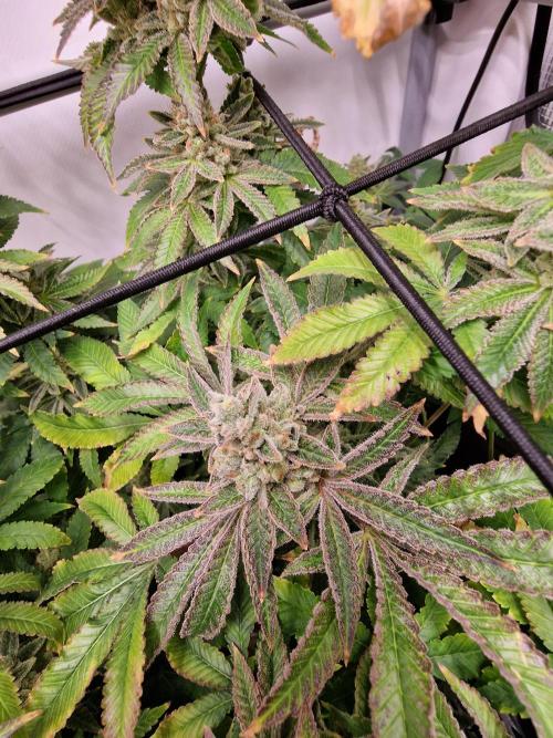 Lemon Orange. Week 18