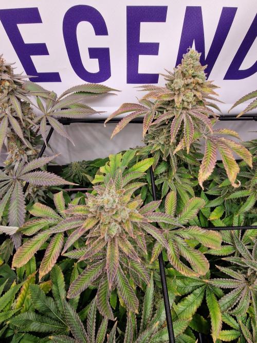 Lemon Orange. Week 18