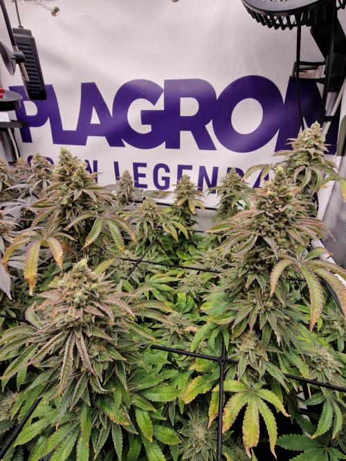 Lemon Orange. Week 18