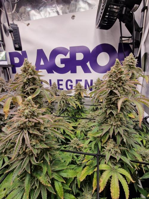 Lemon Orange. Week 18