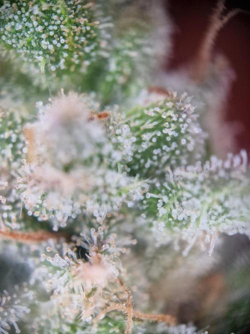 Lemon Orange. Week 18