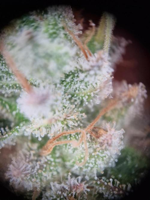 Lemon Orange. Week 18