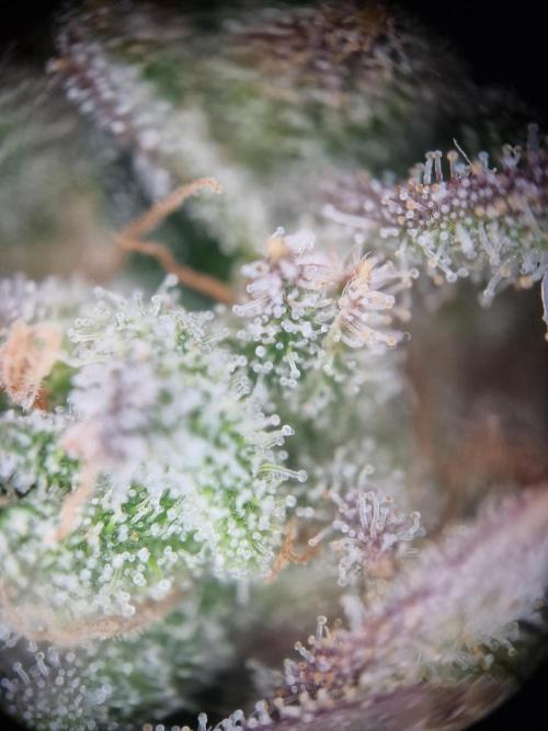 Lemon Orange. Week 18