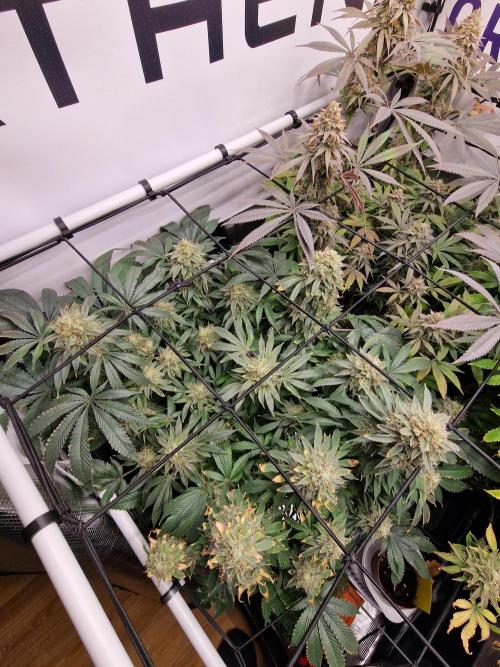 Super Boof. Week 18