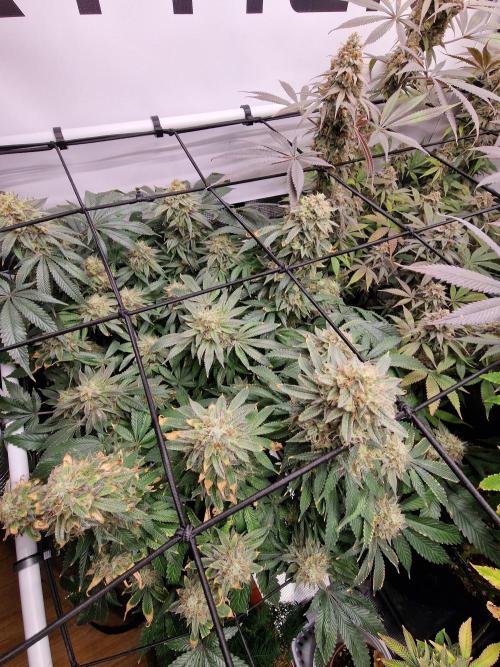 Super Boof. Week 18