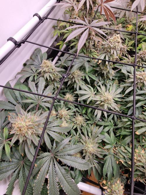 Super Boof. Week 18