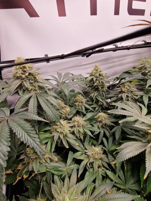 Super Boof. Week 18
