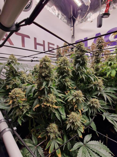 Super Boof. Week 18
