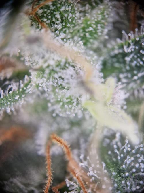 Super Boof. Week 18