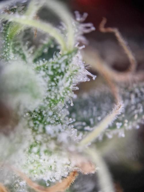 Super Boof. Week 18