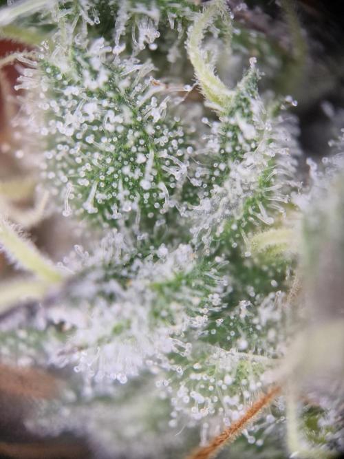 Super Boof. Week 18