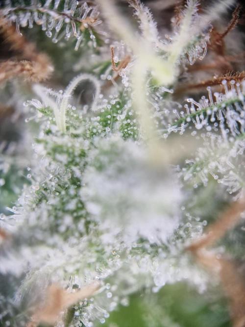 Super Boof. Week 18