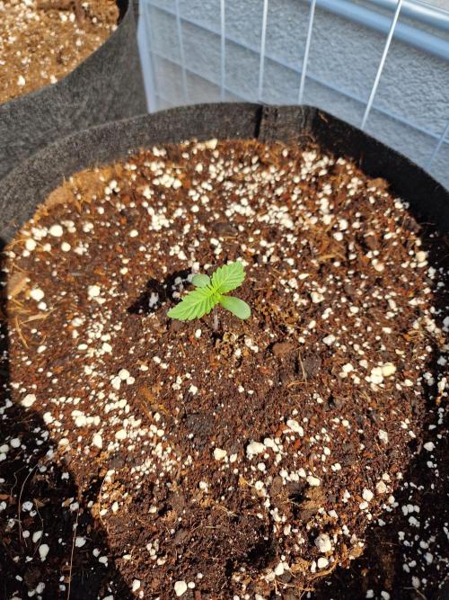 Mendo Frost Auto. Week 1
