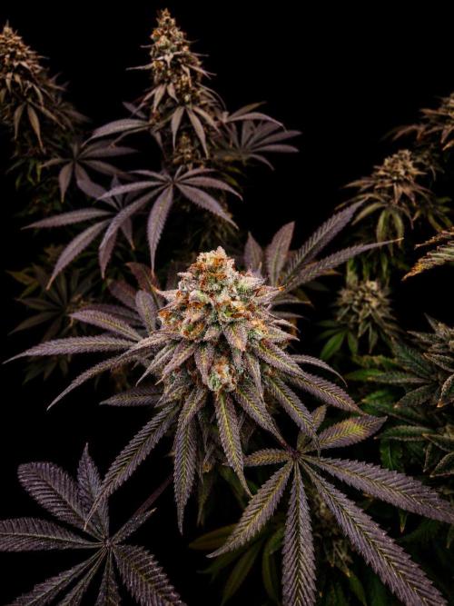 Cherry Poppers. Week 19