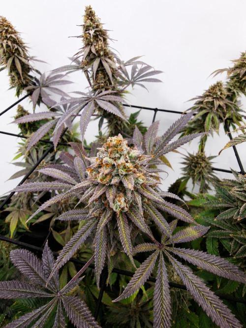 Cherry Poppers. Week 19