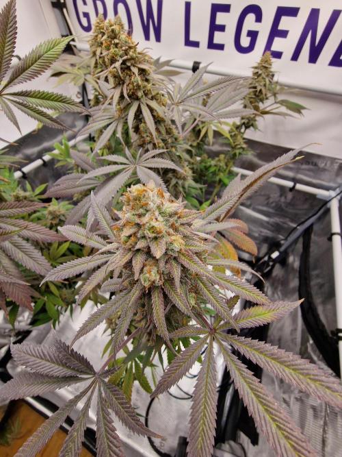 Cherry Poppers. Week 19
