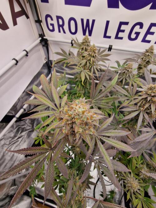 Cherry Poppers. Week 19