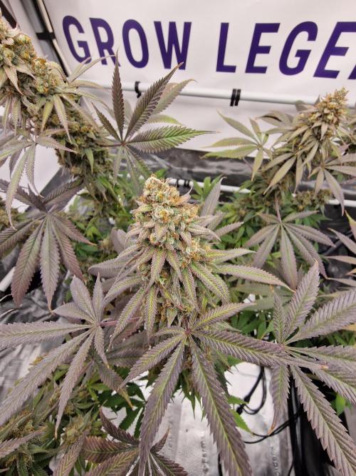 Cherry Poppers. Week 19