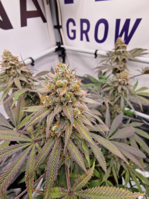 Cherry Poppers. Week 19
