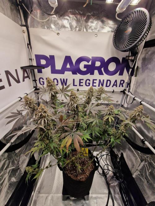 Cherry Poppers. Week 19