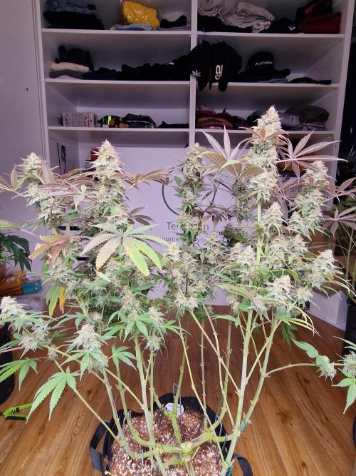 Cherry Poppers. Week 19