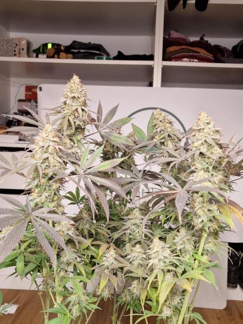Cherry Poppers. Week 19