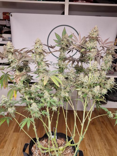 Cherry Poppers. Week 19
