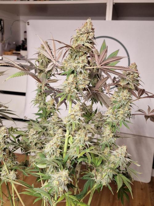 Cherry Poppers. Week 19